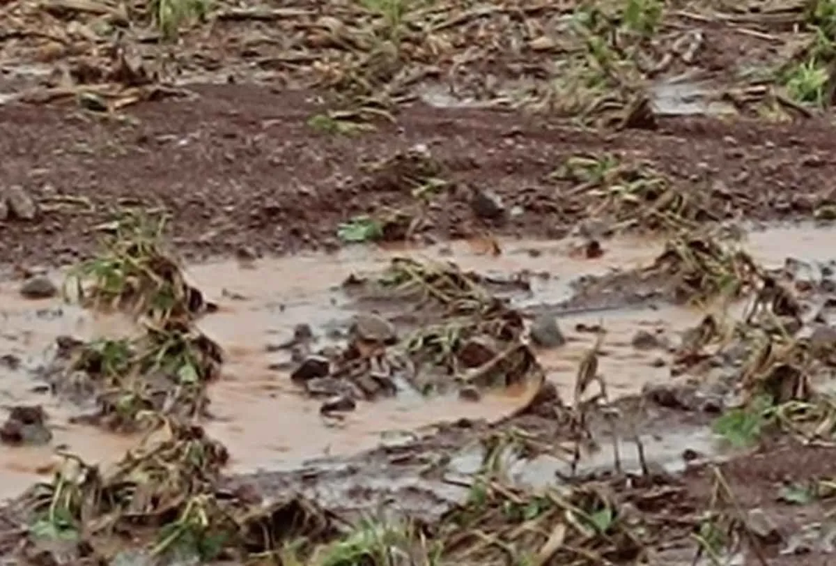 Sistema FAEP cobra do governo federal ampliação do crédito rural diante de perdas climáticas