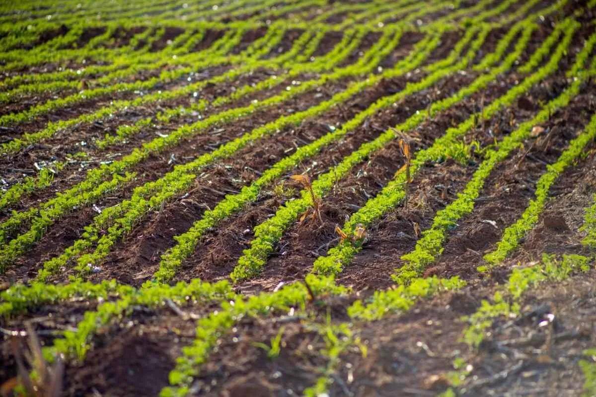 Aprosoja MT destaca sequestro de carbono na agricultura