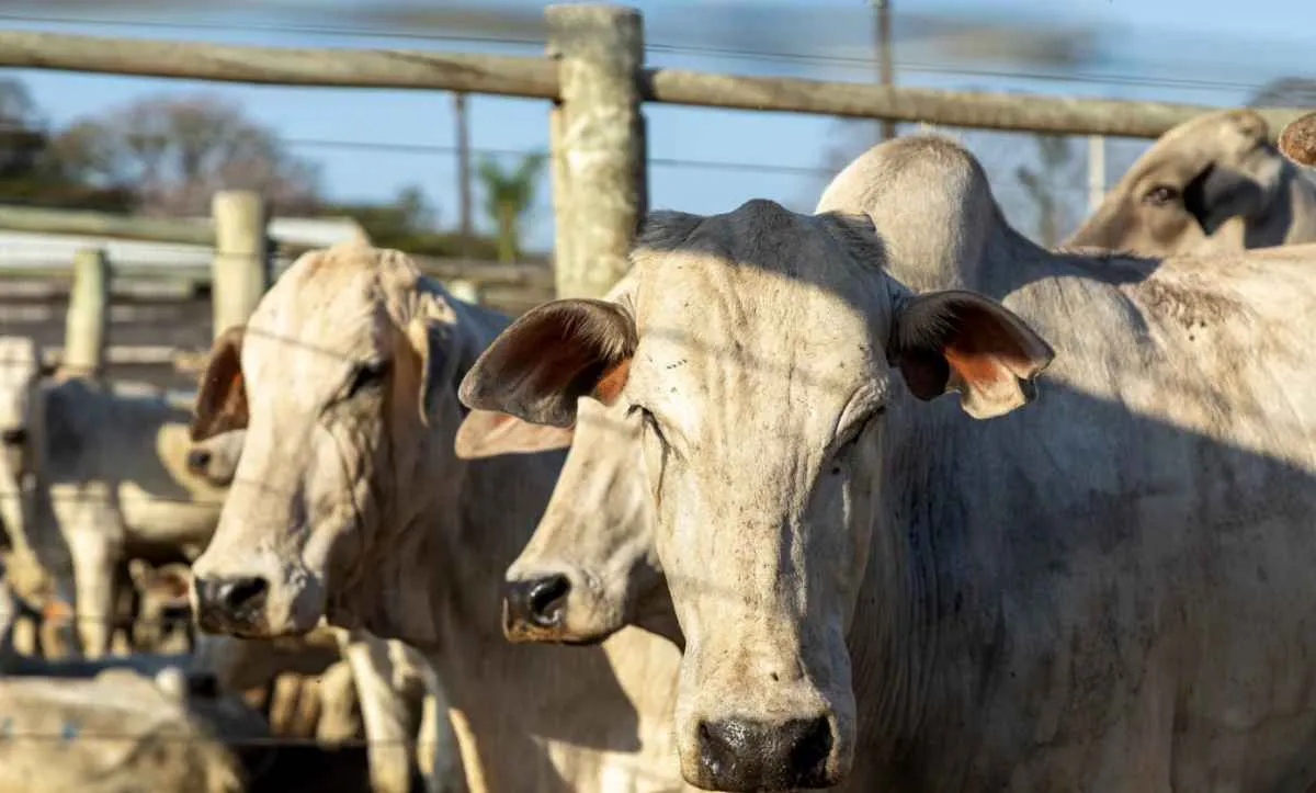 Preços da reposição e da vaca sobem mais que o boi gordo