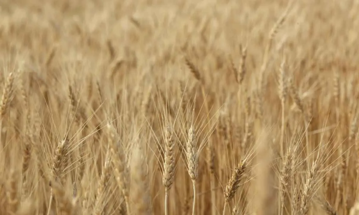 Oferta elevada mantém preços do trigo em queda e safra mundial deve ser recorde