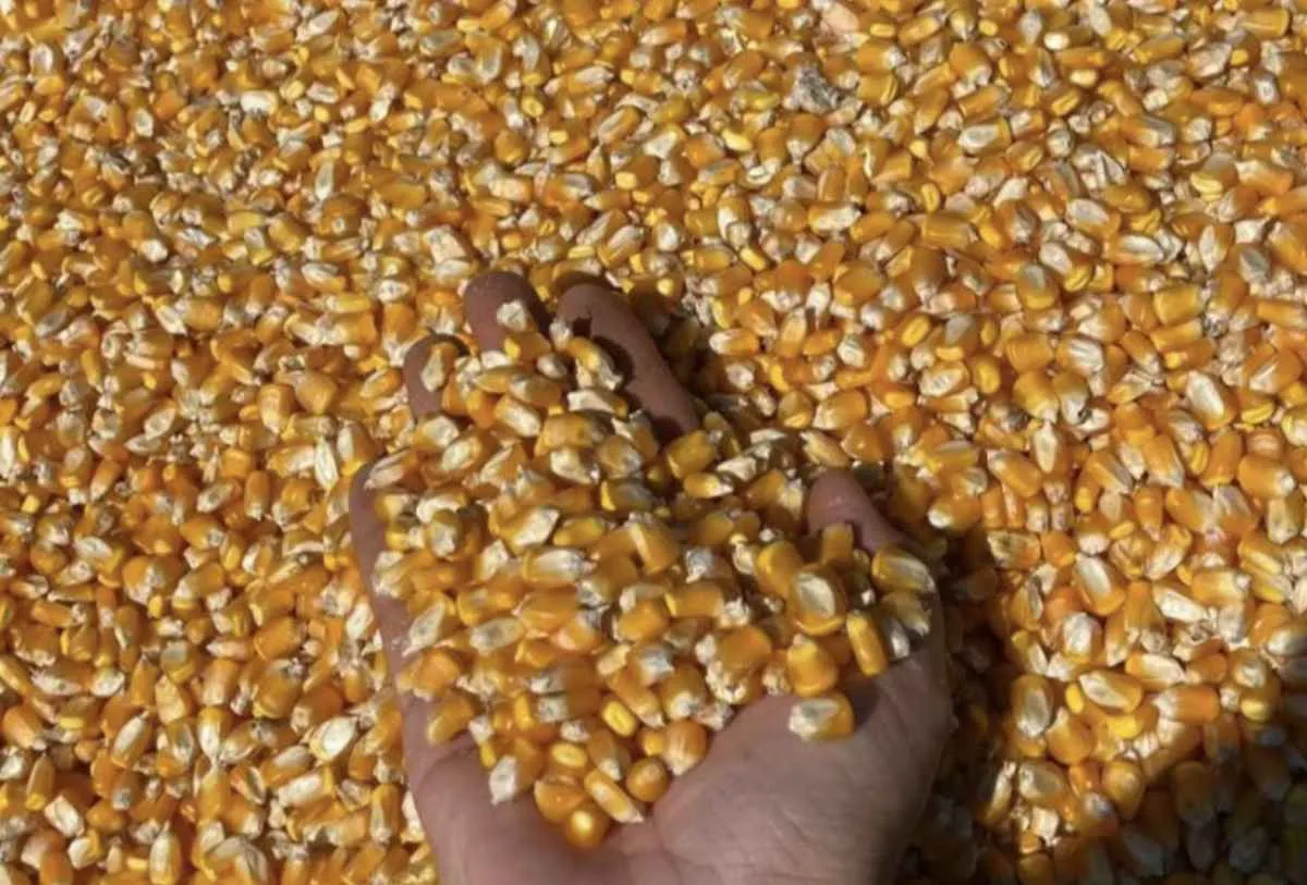 Produtividade do milho cresce 61,7% em Mato Grosso do Sul