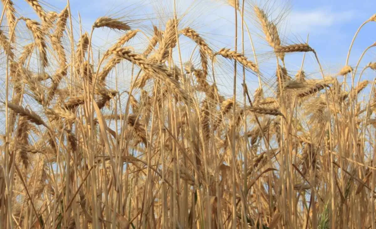 FAEP cobra leilão do trigo no Paraná para evitar prejuízo