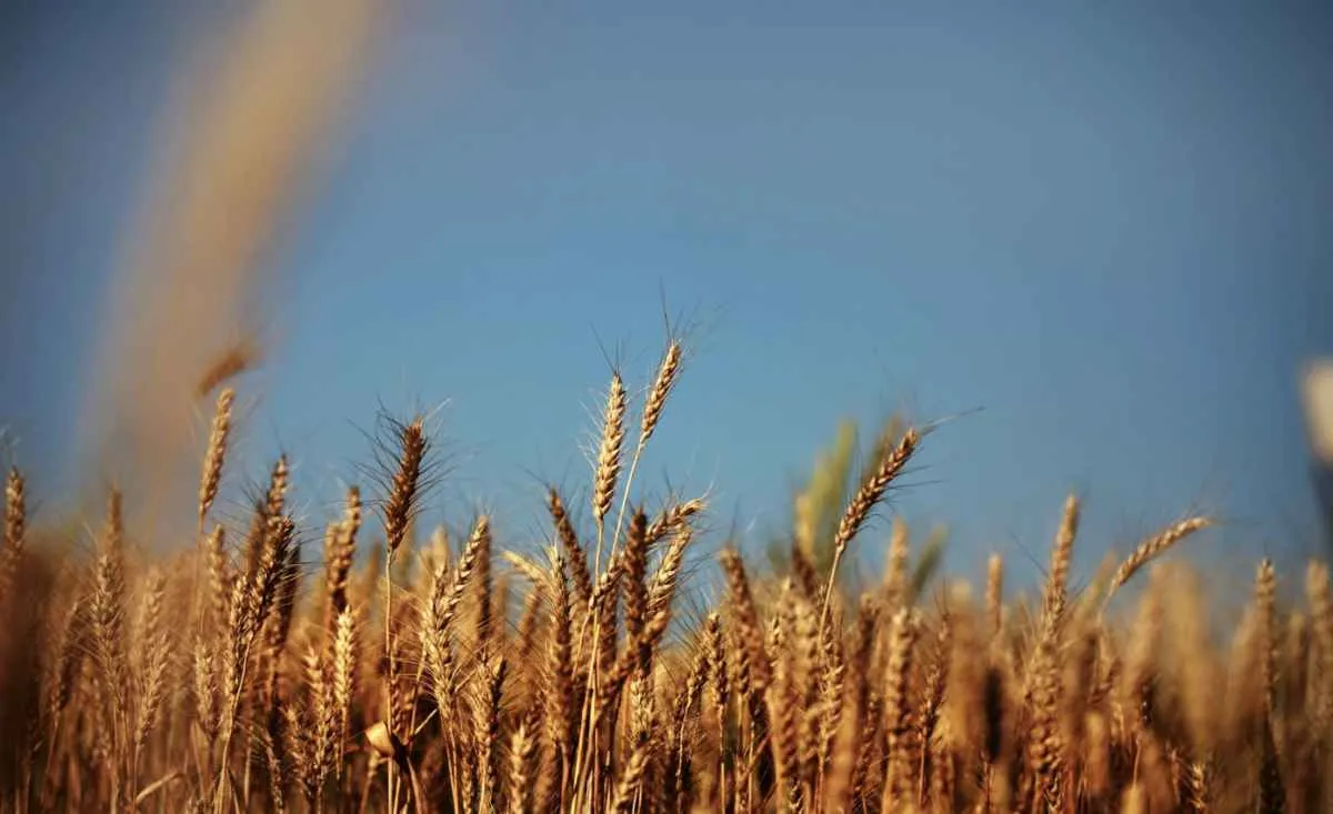 Clima favorece lavouras de trigo e preços seguem em queda