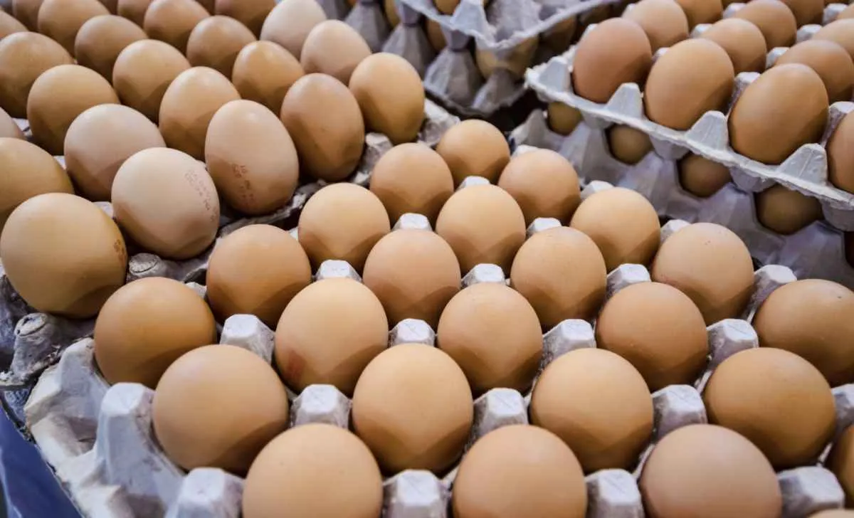 Preço do ovo recua no mercado interno, enquanto exportações voltam a crescer