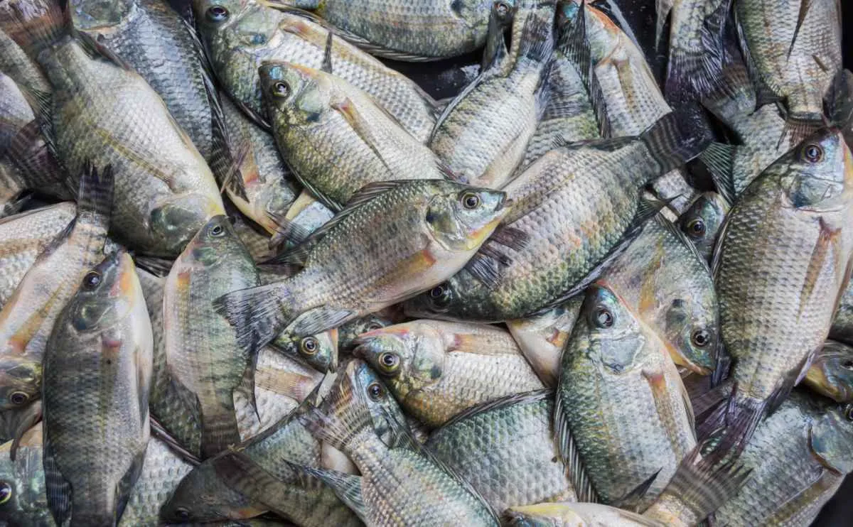 Tilápia já sustenta 600 mil empregos e domina a piscicultura no Brasil