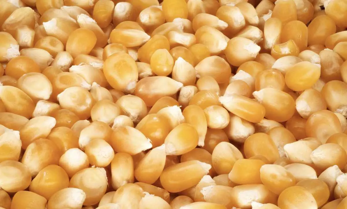 Milho acompanha ganhos leves em Chicago e início de plantio no Brasil