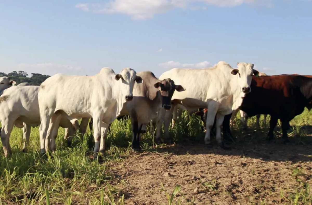 Aumento de casos de raiva no Paraná leva a reforço imediato nas ações sanitárias