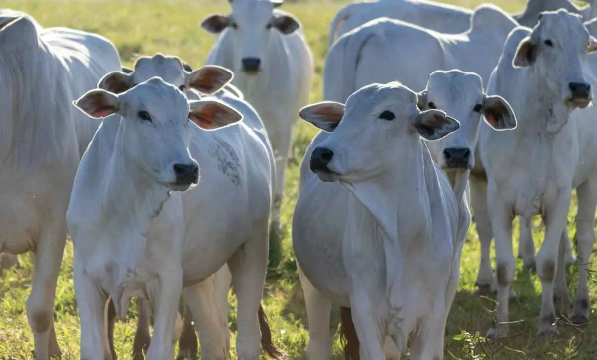 Boi gordo tem ano mais estável e volatilidade cai 53% em 2025