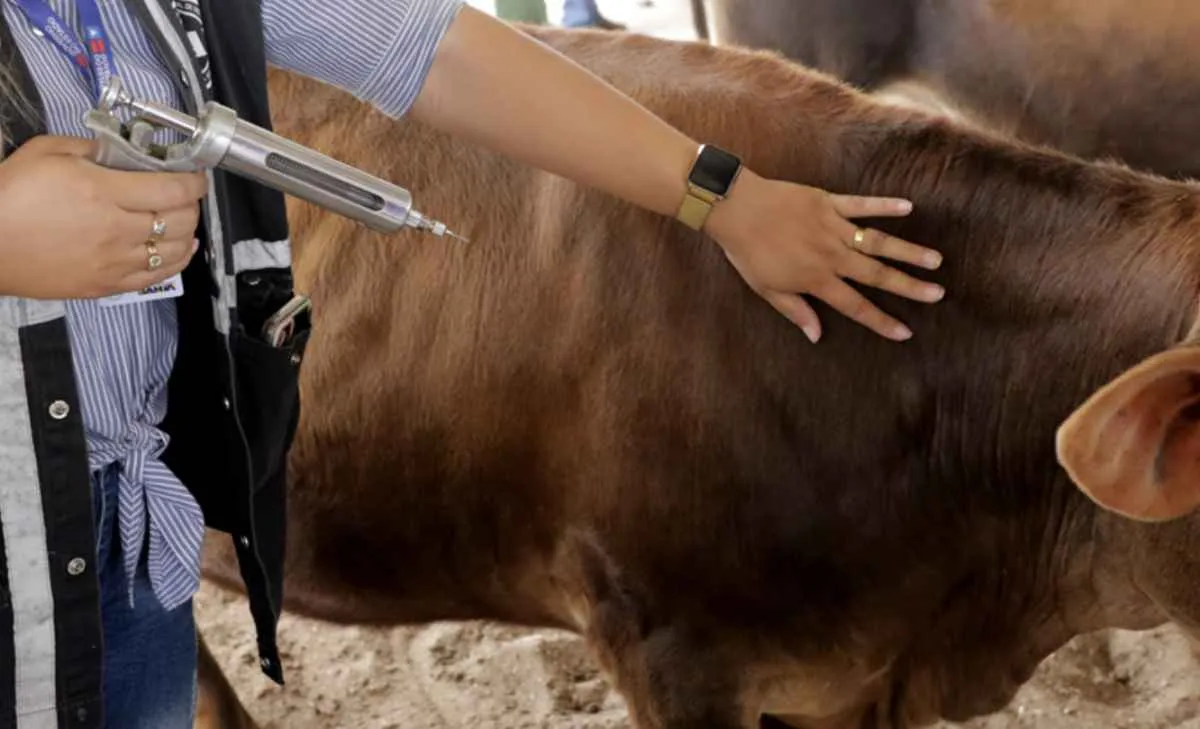 Paraná reforça ações contra brucelose e tuberculose em rebanhos leiteiros