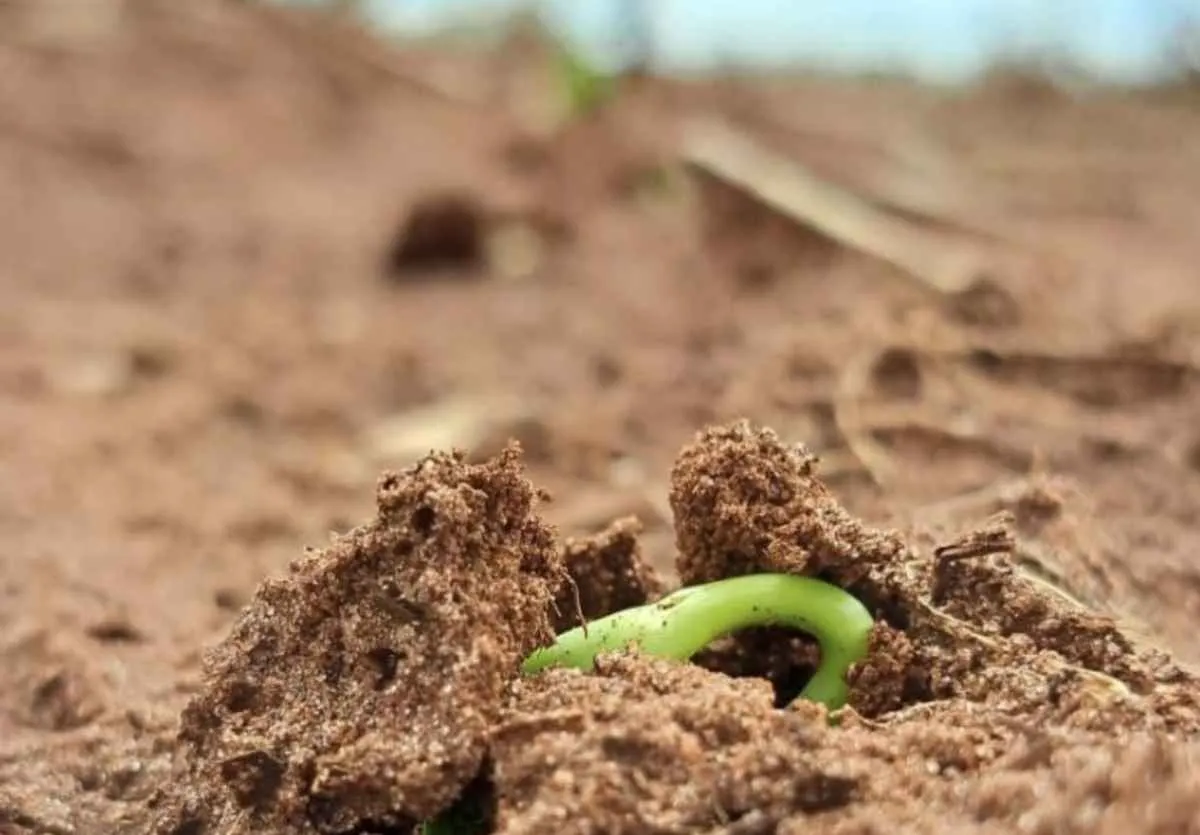 Clima favorável acelera plantio de soja em MS entre outubro e novembro