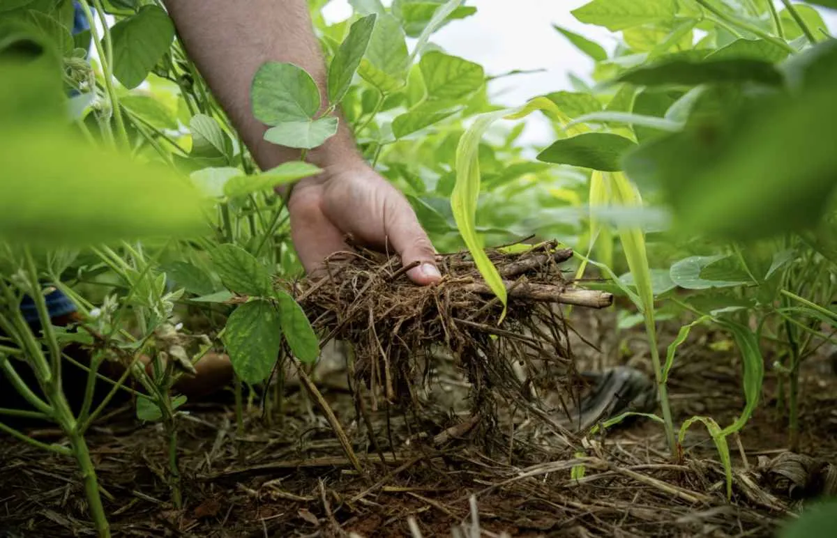 Soja impulsiona a economia de MT e fortalece o desenvolvimento regional