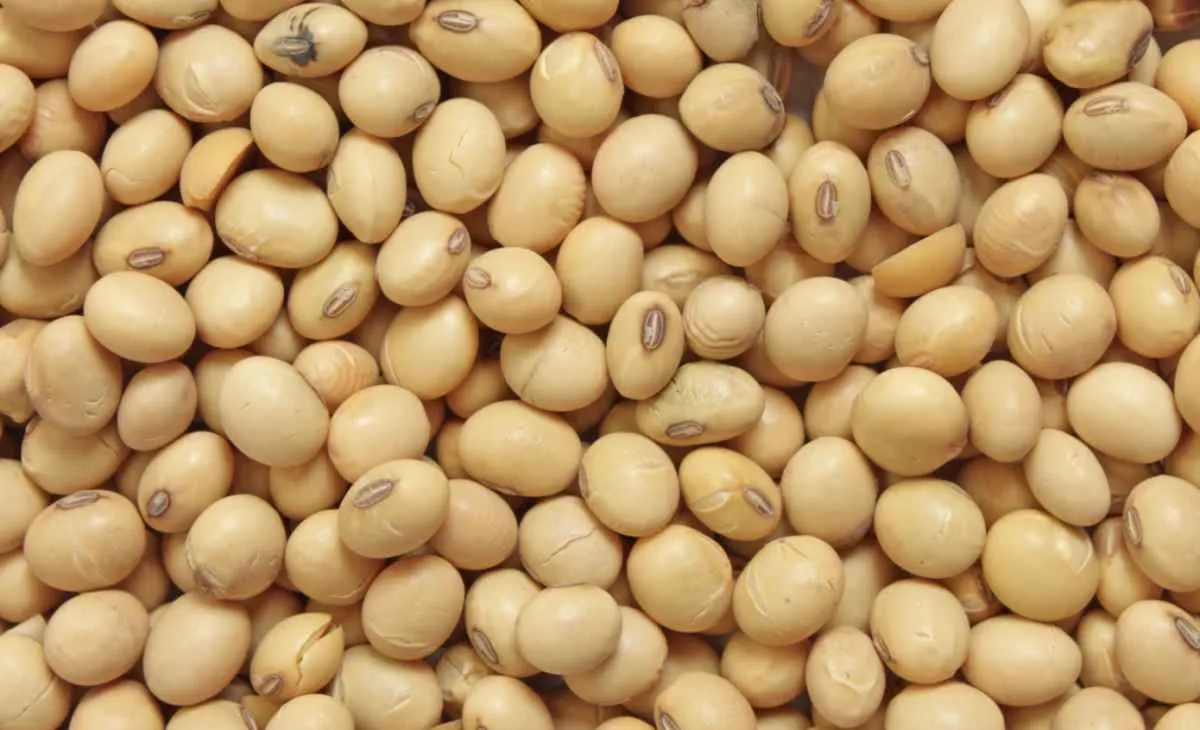 Soja supera US$ 11 e atinge melhor cotação em um ano e meio