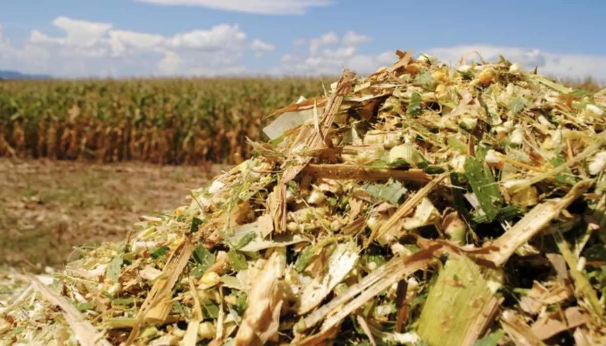 O papel dos híbridos de silagem no incremento da produtividade da pecuária
