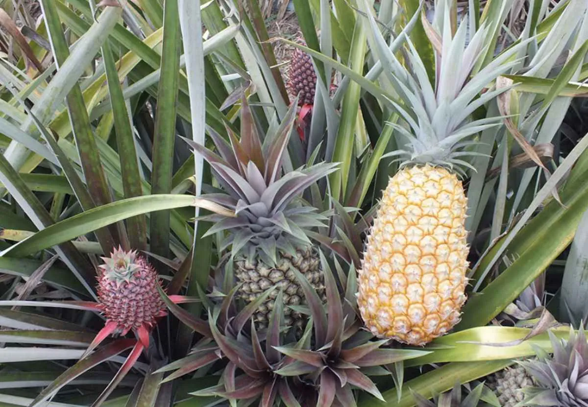 Pesquisa desenvolve abacaxis resistentes à fusariose
