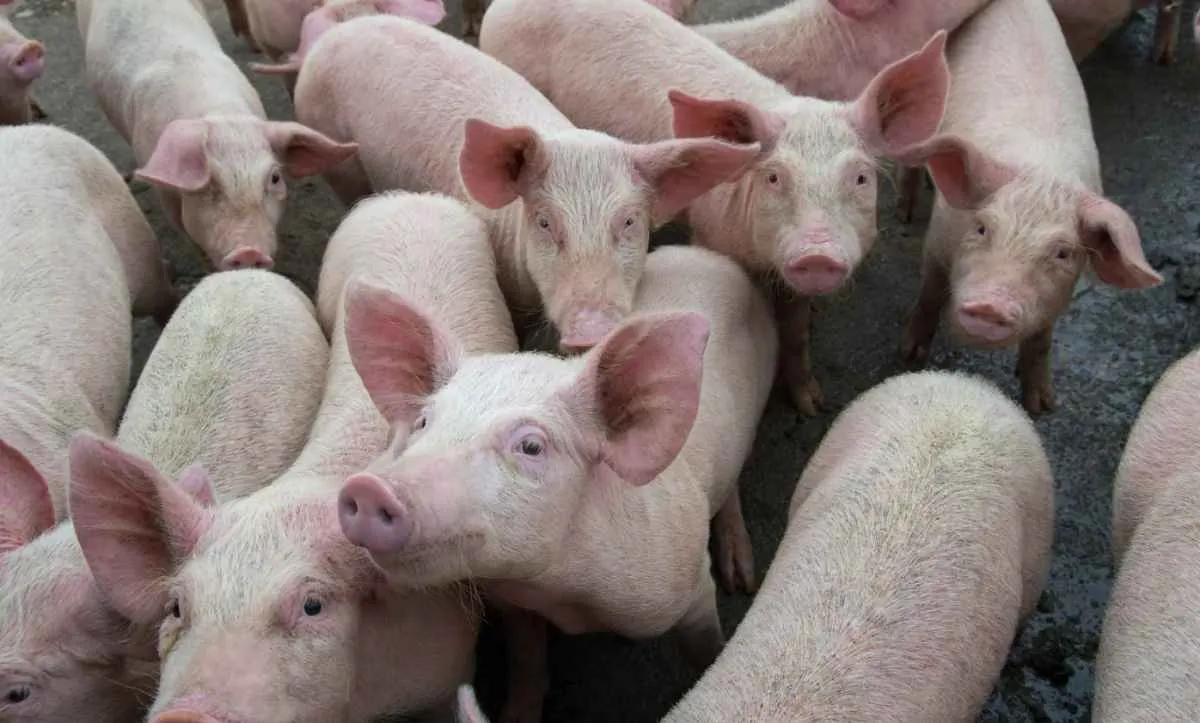 Poder de compra do suinocultor volta a cair em novembro