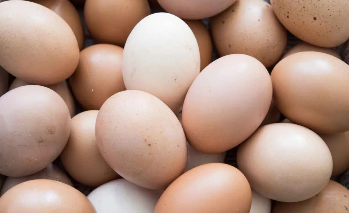 Preços dos ovos branco e vermelho se aproximam em novembro
