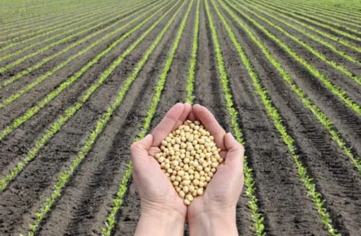 Produção e exportações de soja devem bater recorde em 2026, diz ABIOVE