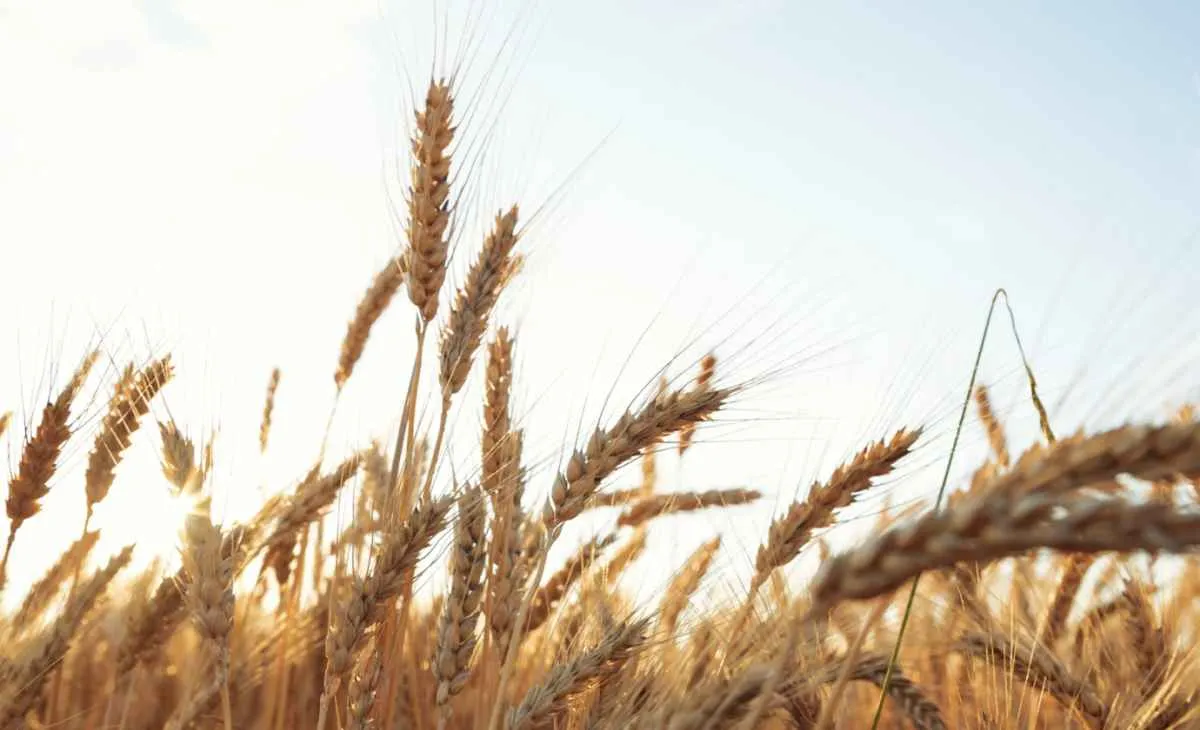 Preços do trigo caem no RS e se sustentam no Paraná