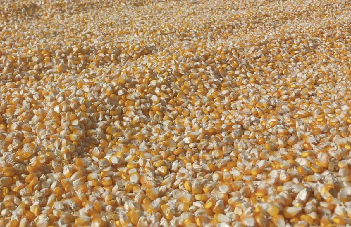 Milho recua em Chicago, mas demanda segue firme nos EUA