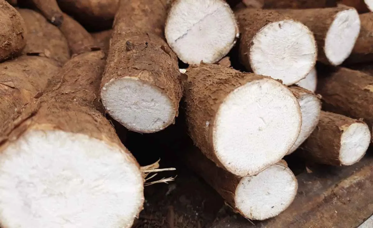 Mandioca registra avanço em parte do país, enquanto outras regiões perdem força