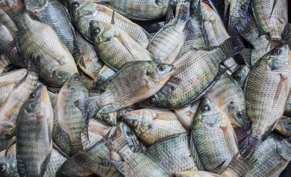 Oferta curta dispara preços da tilápia em outubro