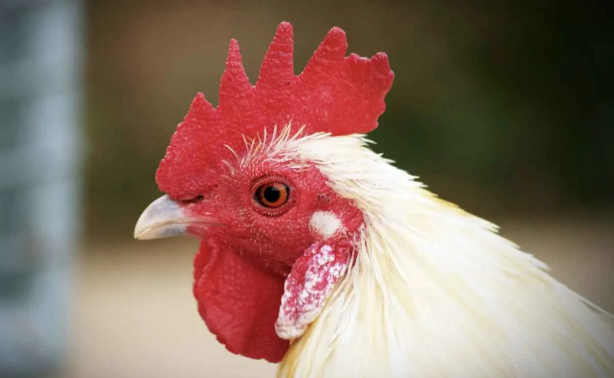 China retira embargo e libera importações de carne de frango do Brasil