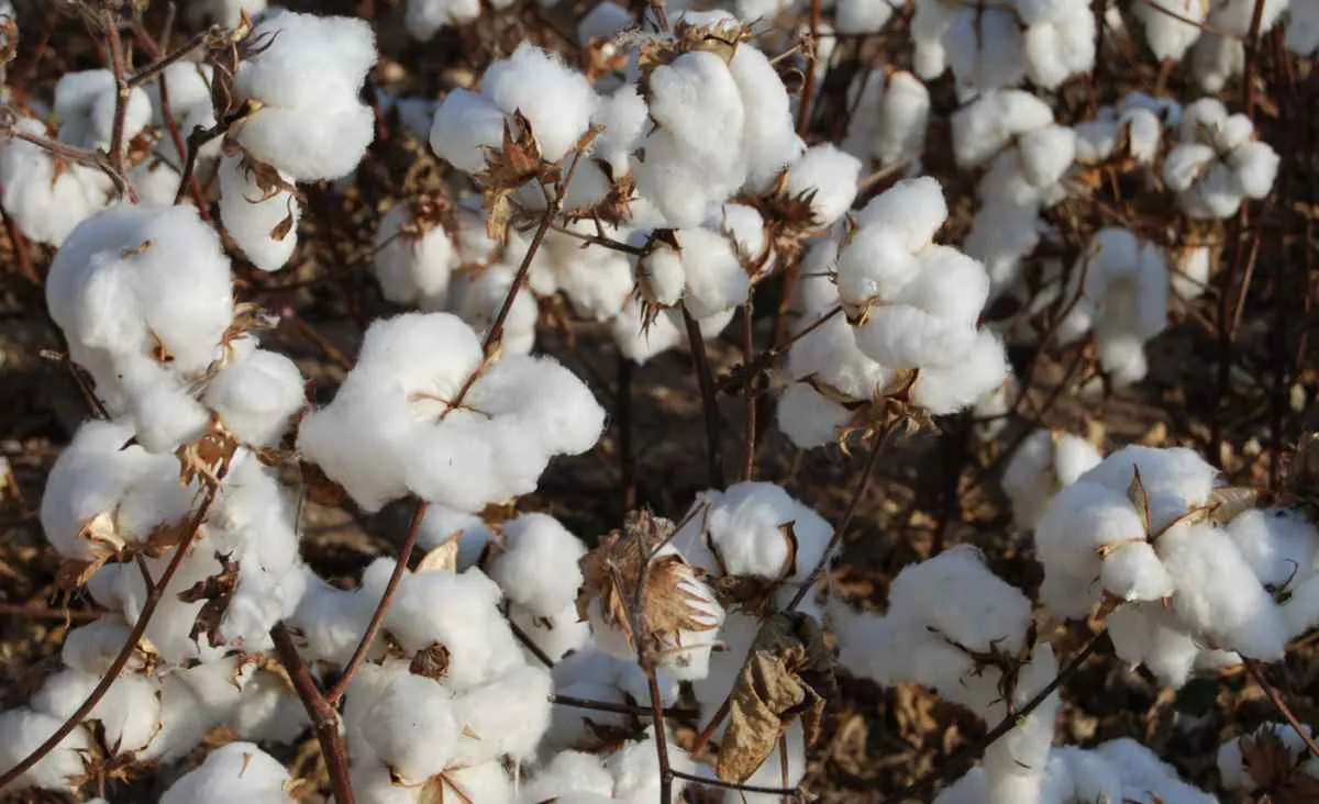 Exportações brasileiras de algodão mantêm ritmo intenso em outubro