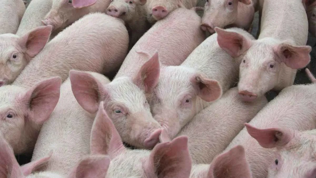 Disponibilidade de carne suína cai para o segundo menor volume do ano