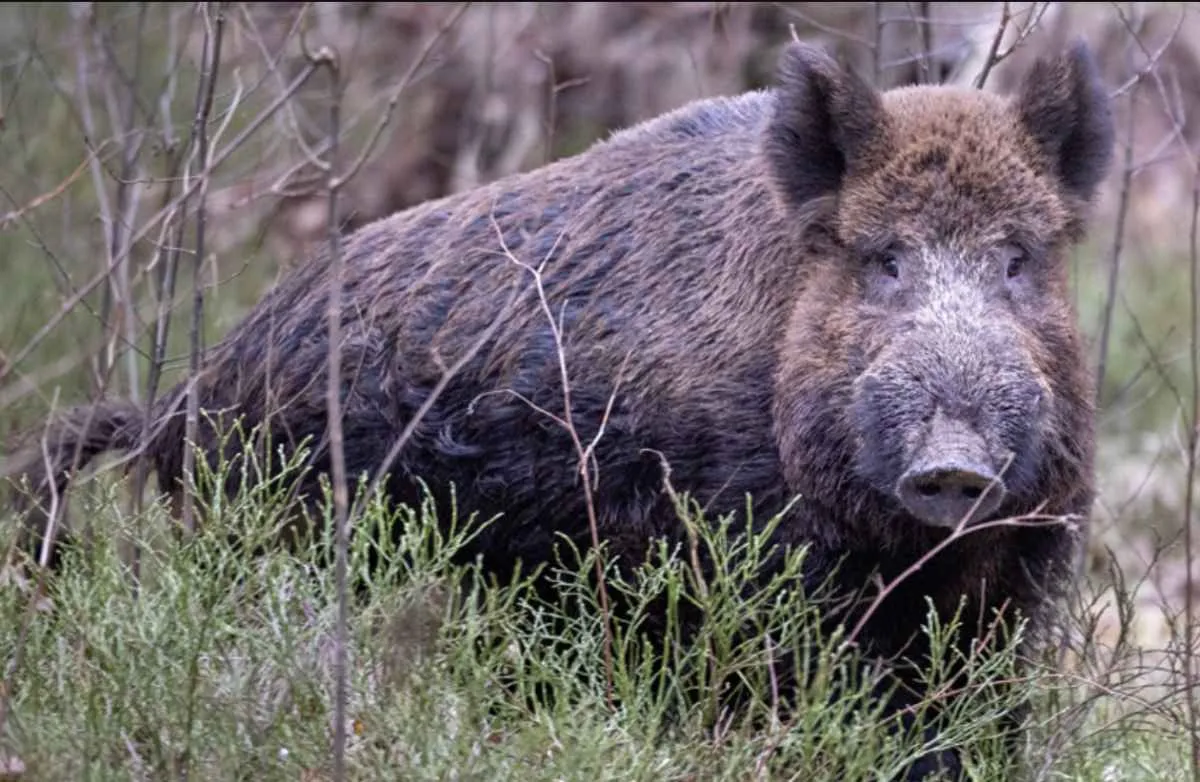 Paraná lidera pesquisa sobre javalis para apoiar políticas de controle