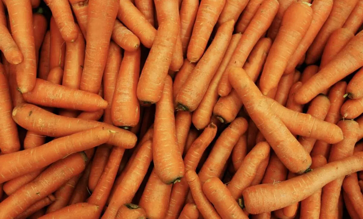 Cenoura segue em queda em São Gotardo com oferta acima do esperado