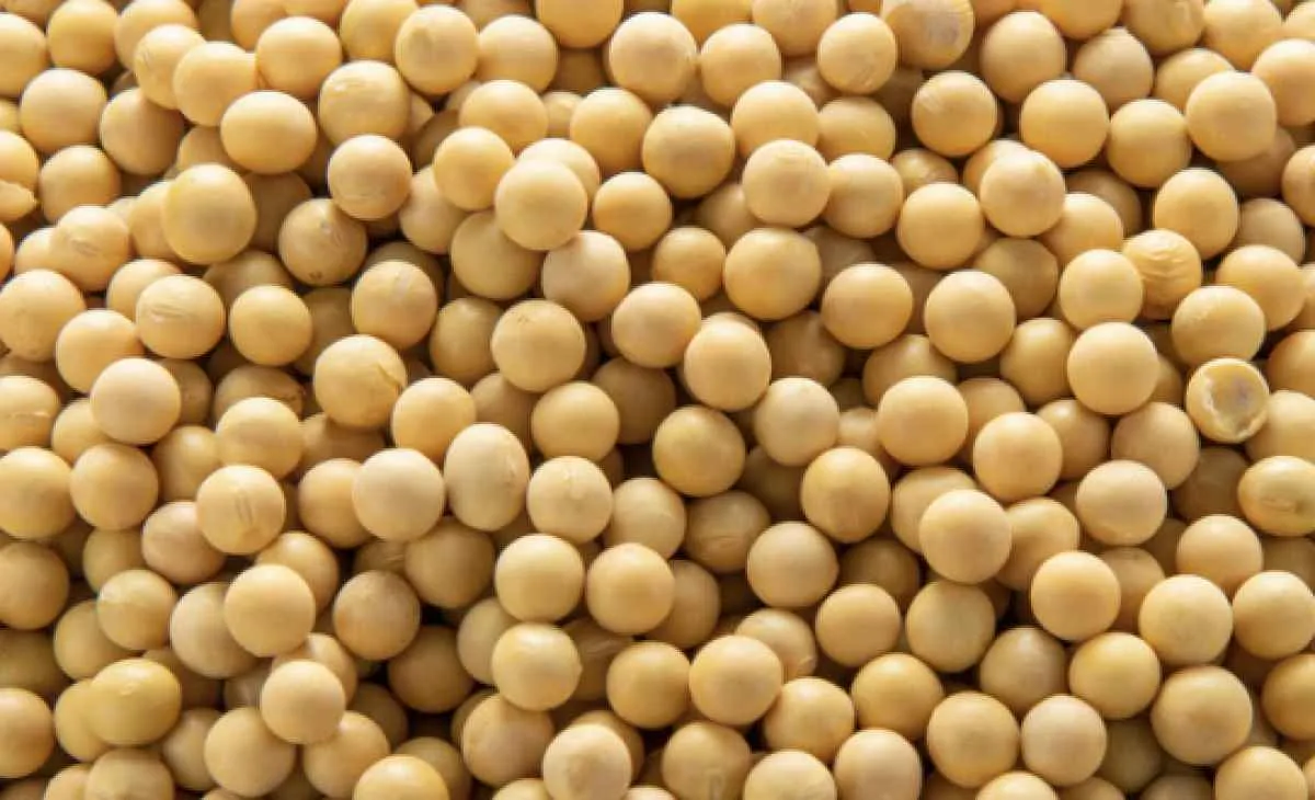 Soja recua em meio a indefinições entre China e Estados Unidos