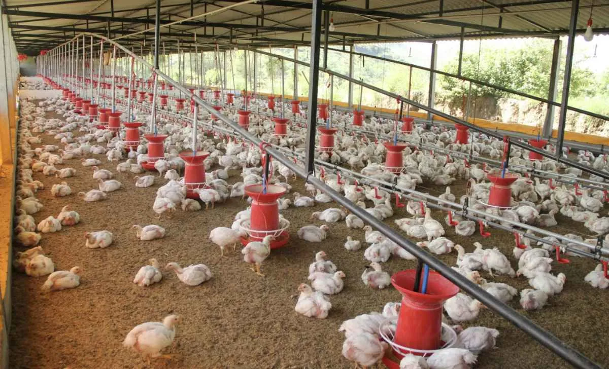 Carne de frango perde competitividade frente à suína após cinco meses de alta