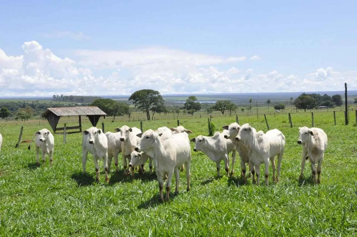 Declaração de Rebanho em Goiás inicia segunda etapa a partir de 1º de novembro