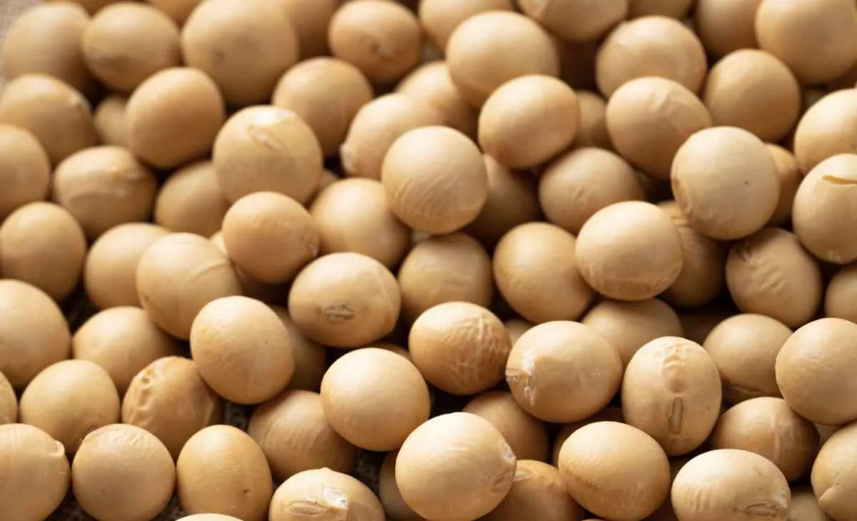 Diferença de preços freia negócios da soja