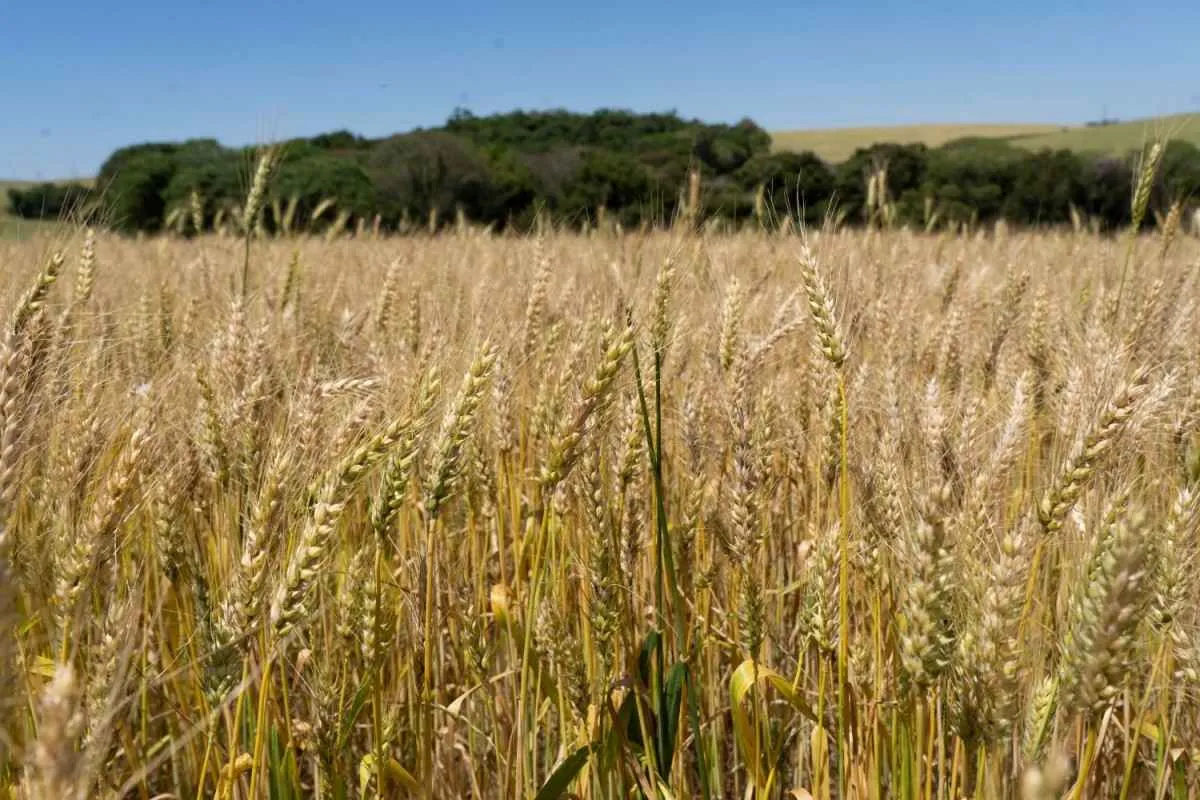 Cotrijal projeta colheita de trigo com boa produtividade no RS