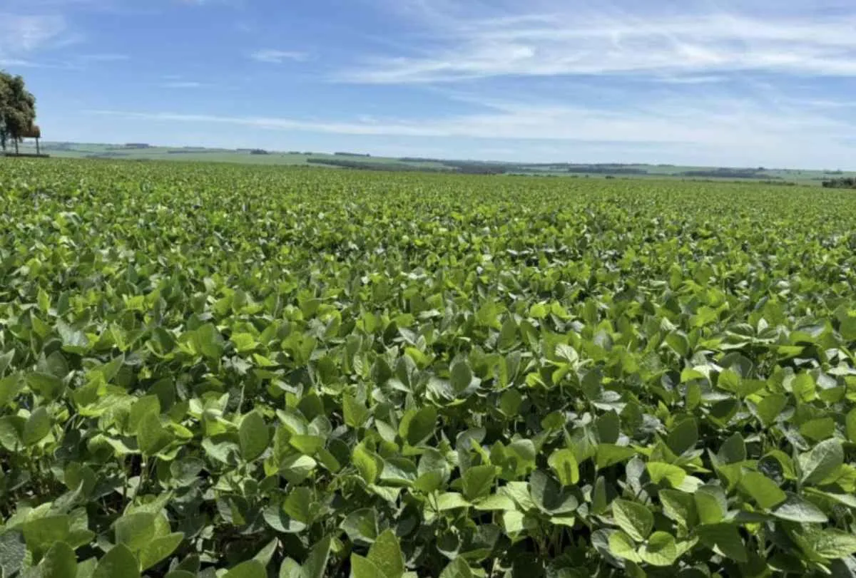 Plantio de soja em MS alcança 95% e entra na reta final
