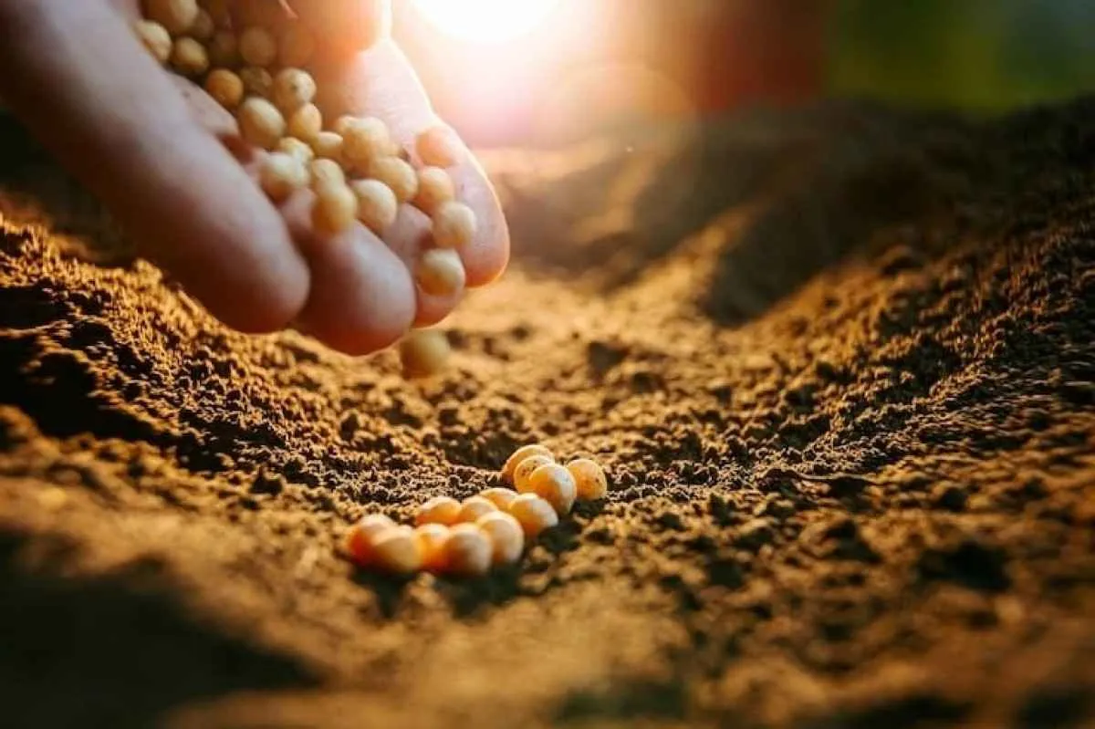 Chuvas irregulares atrasam plantio da soja no Tocantins