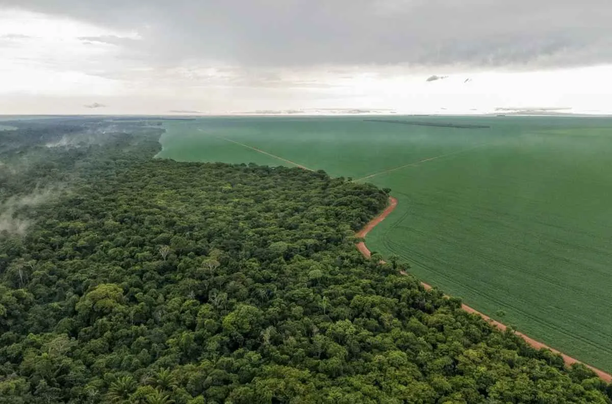 Plantio direto reduz efeitos da estiagem nas lavouras do oeste de MT