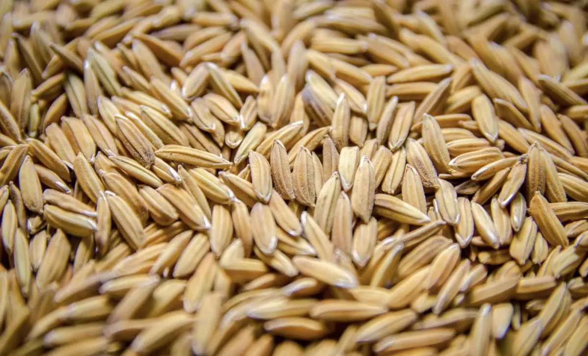 Preços do arroz caem e margens seguem negativas
