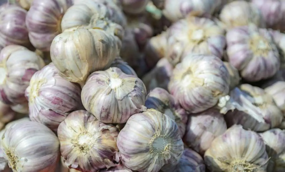 Cultura do alho recebe zoneamento de risco climático no Brasil