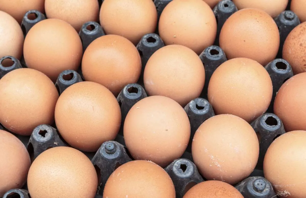 Poder de compra do avicultor paulista é o menor em nove meses