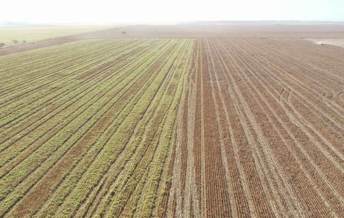 Estratégia simples reduz custos e otimiza adubação no Cerrado