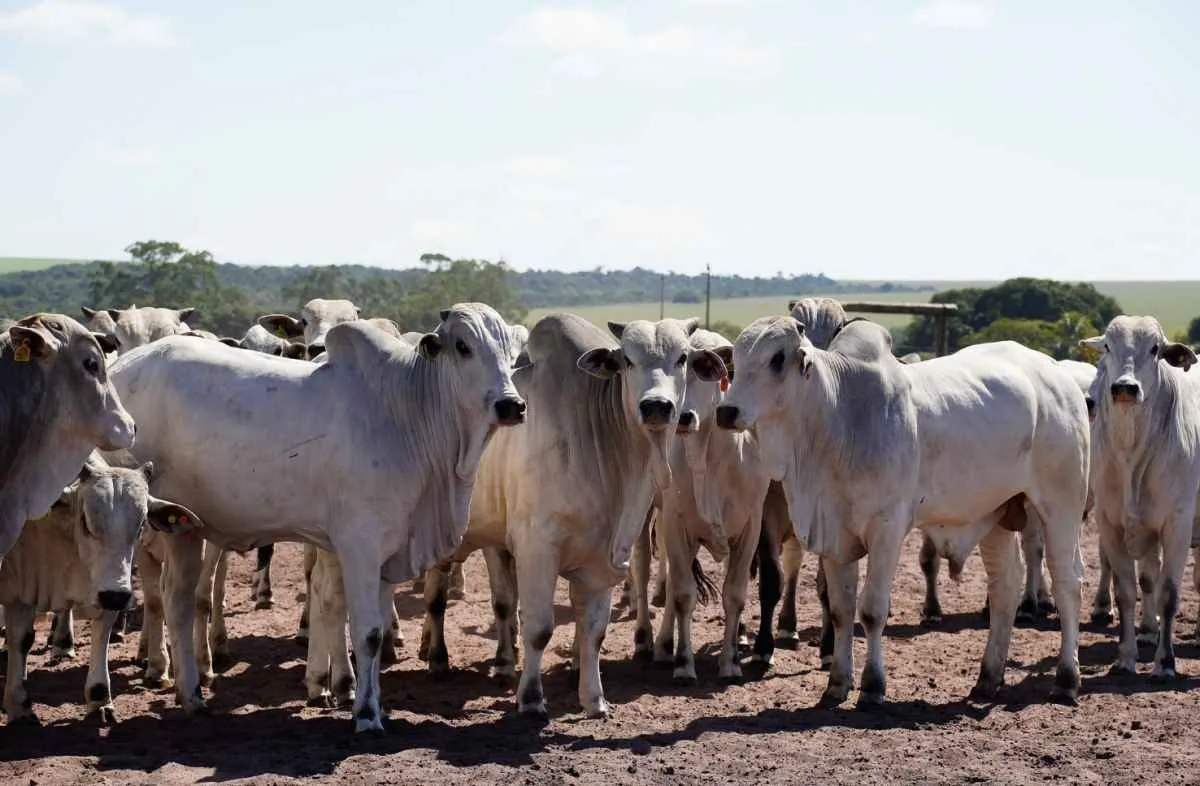 Confinamento de gado cresce e atinge maior volume da história em Mato Grosso