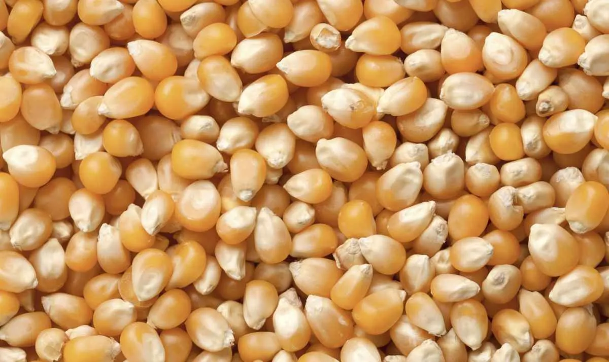 Oferta reduzida e demanda pontual mantêm milho firme