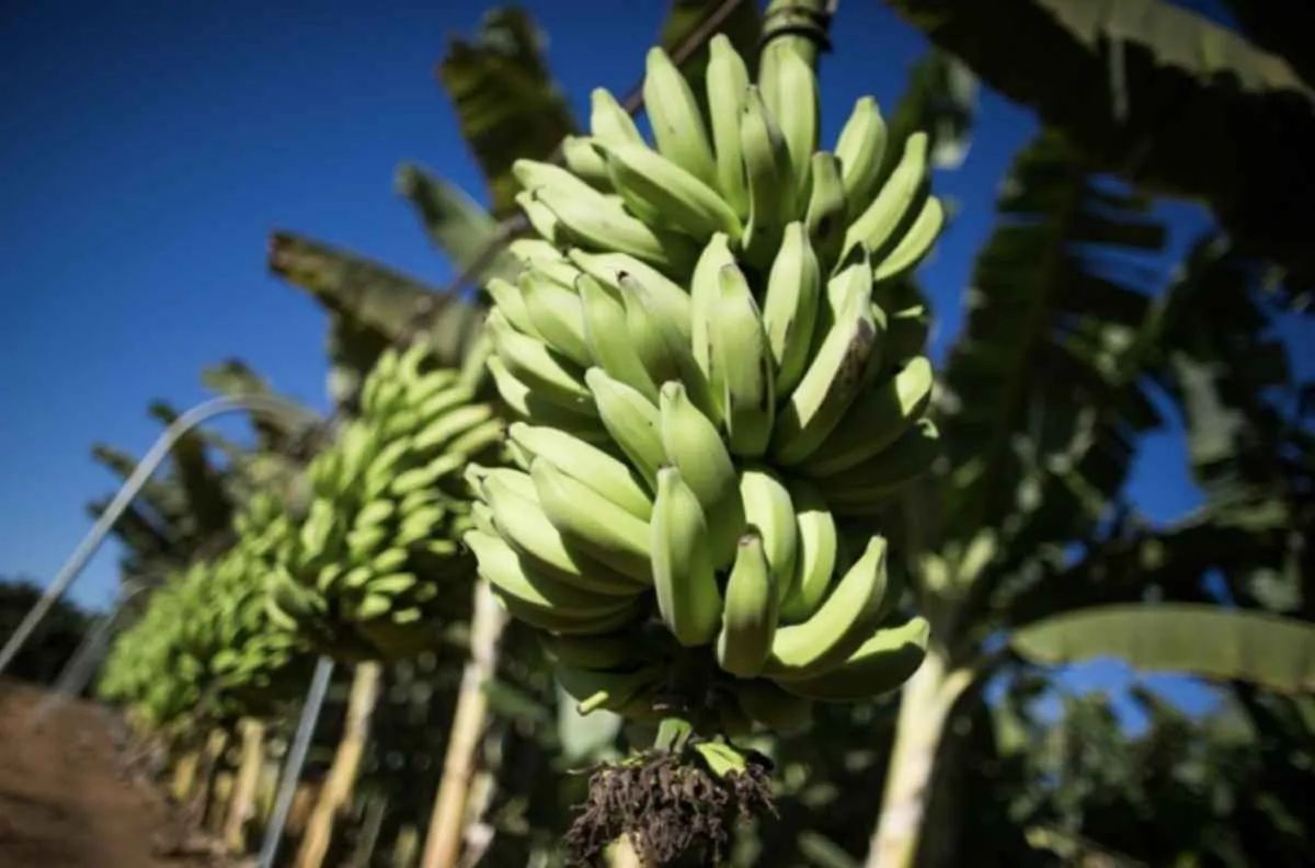 CNA e Faemg alertam para risco da banana equatoriana