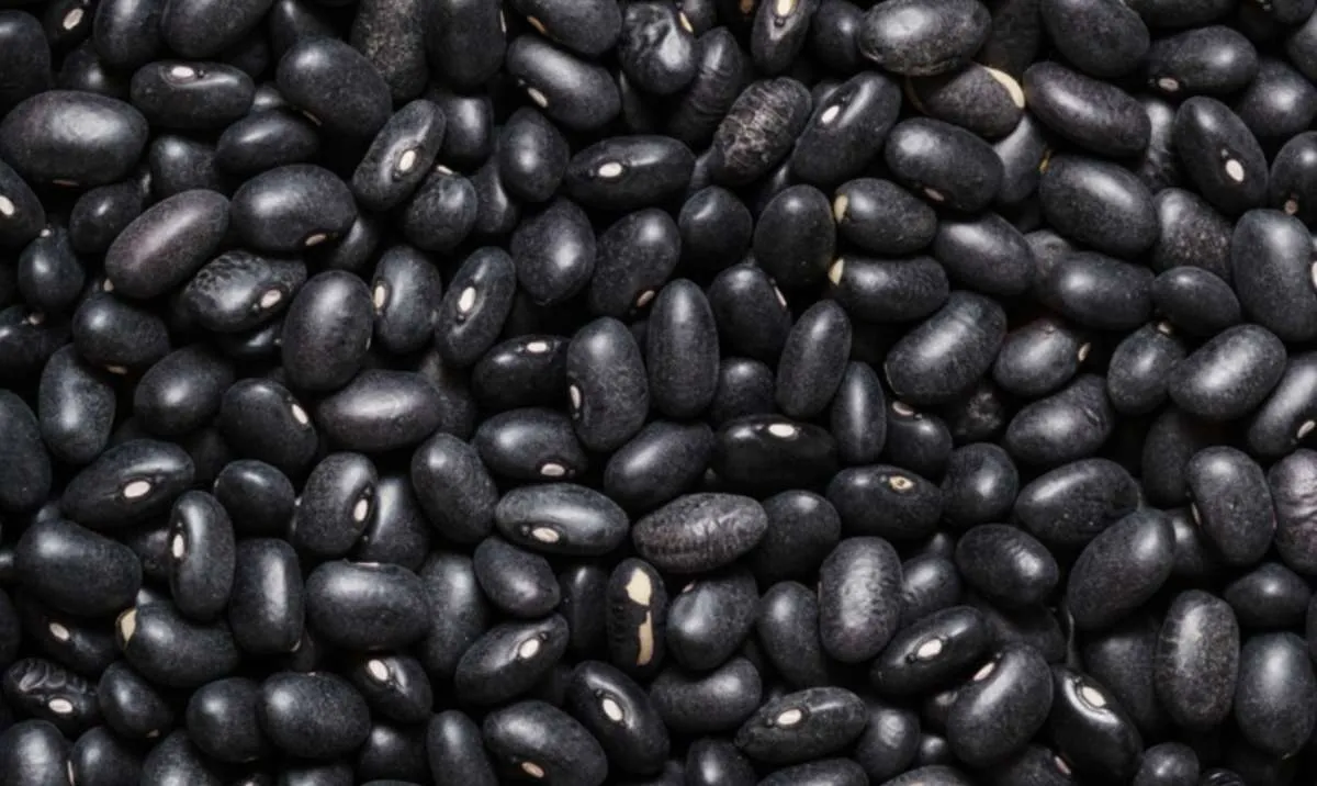 Brasil abre novos mercados para codornas e feijão preto no Oriente Médio