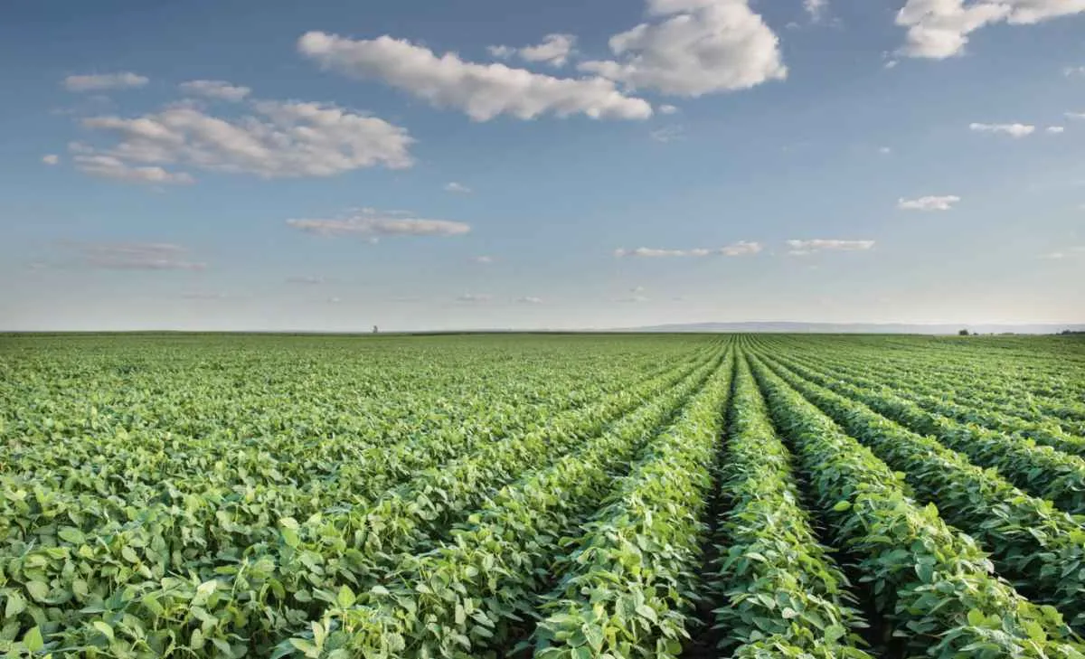 Chuvas irregulares impactam ritmo da semeadura dos cultivos de verão