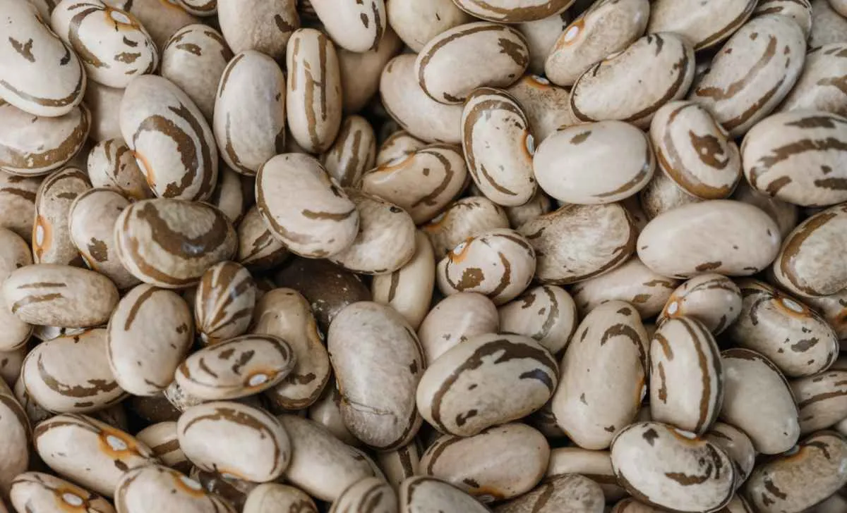 Exportação de feijão segue registrando desempenho recorde