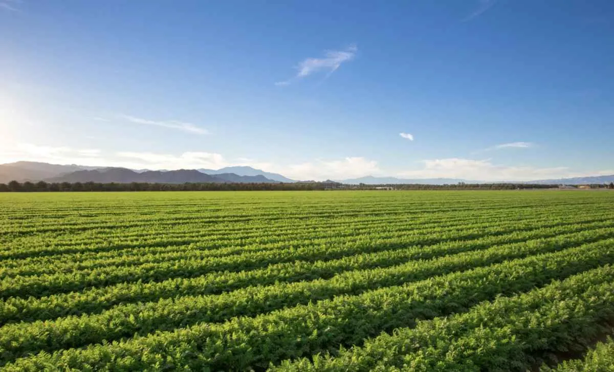 Faesp aponta cautela e custos elevados na safra 2025/26 em SP