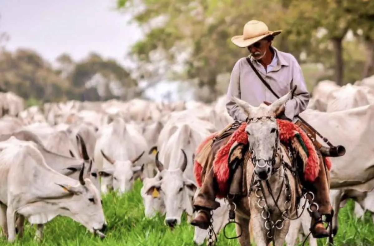 Pecuária brasileira alia produtividade e sustentabilidade para reduzir emissões